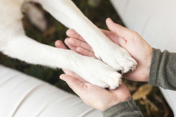 cucciolo di cane con zampe storte