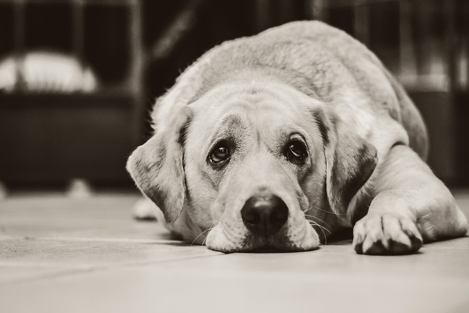 cane ferito alle zampe