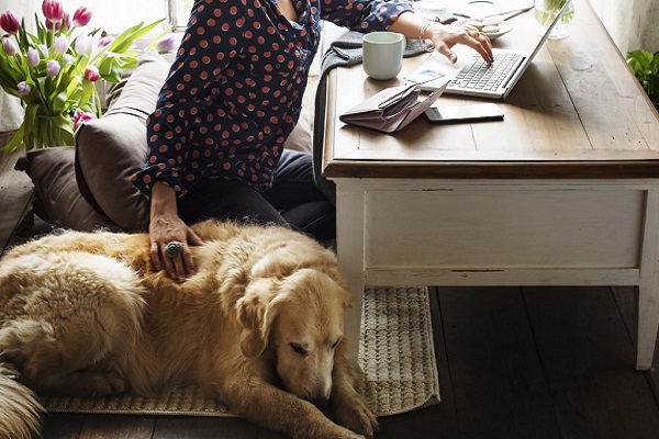 cane accucciato accanto a ragazza al pc