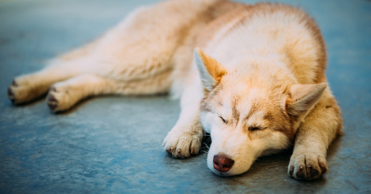 Dolore neuropatico nel cane: tutto quello che bisogna sapere