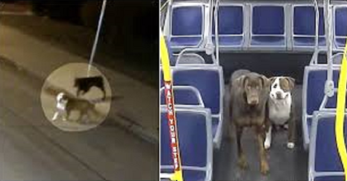 Due cani smarriti vengono aiutati da un conducente di autobus