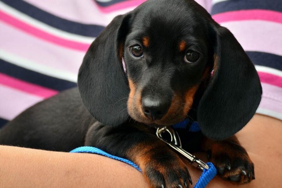 cagnolino bassotto