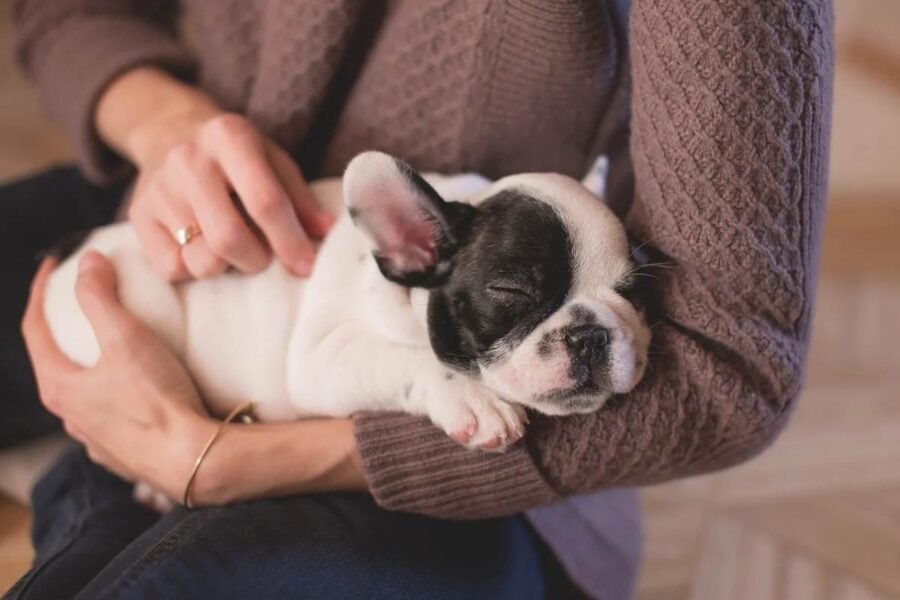 cucciolo che dorme in braccio