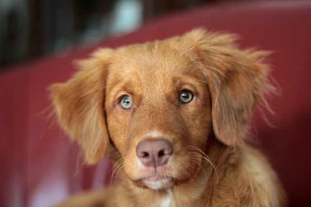 Duramune per cani: cosa sapere su questo vaccino contro il cimurro