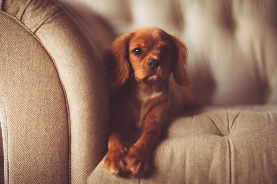 cagnolino sul divano