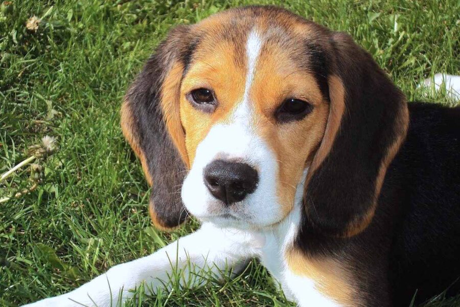 cane beagle piccolo