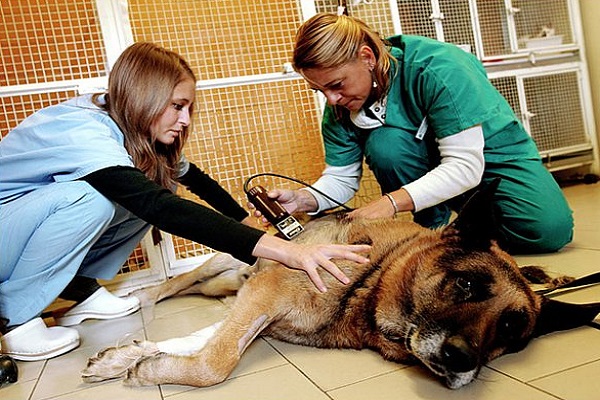 rasatura pelo del cane