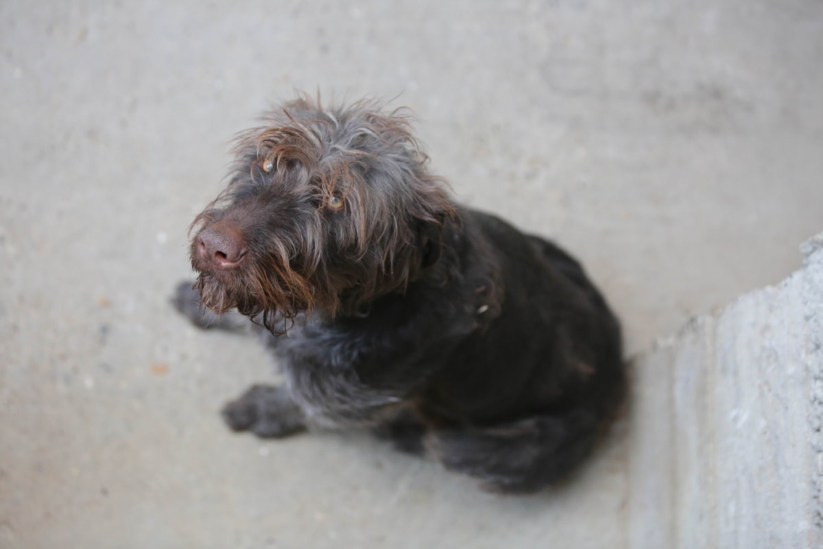 cane con il pelo più lungo sul muso