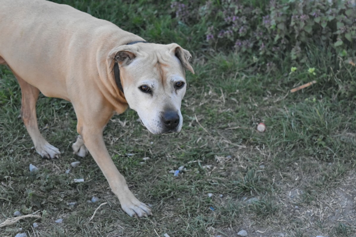 cane che passeggia all'aperto