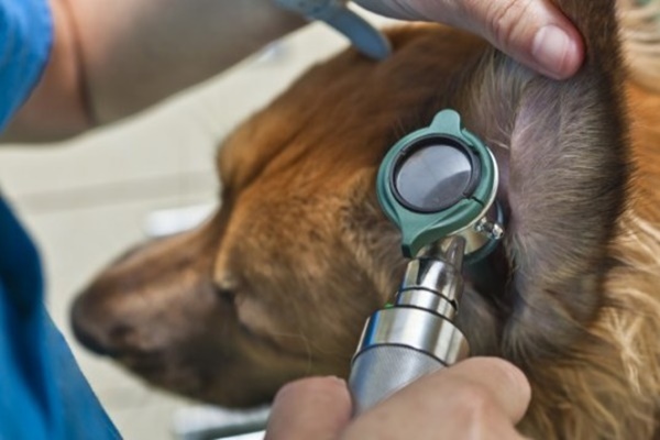 veterinario controlla l'orecchio del cane