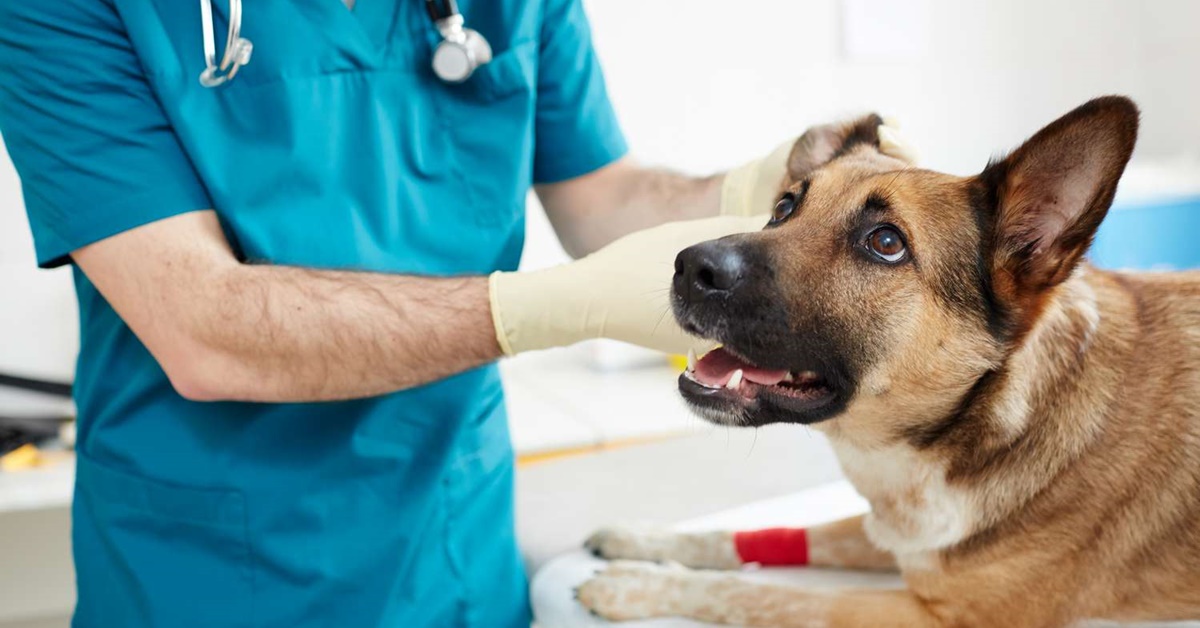 Ematoma auricolare nel cane: cause, sintomi e cura