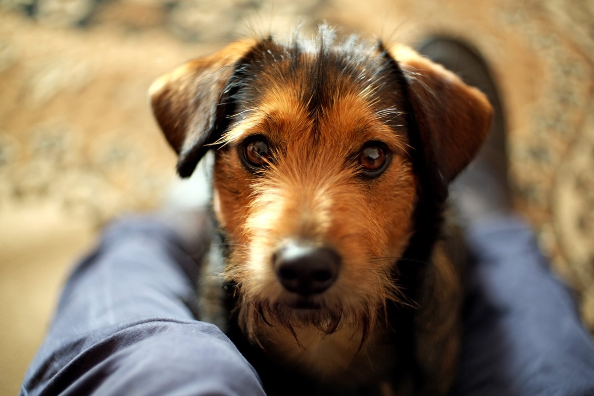 cagnolino con il uso triste