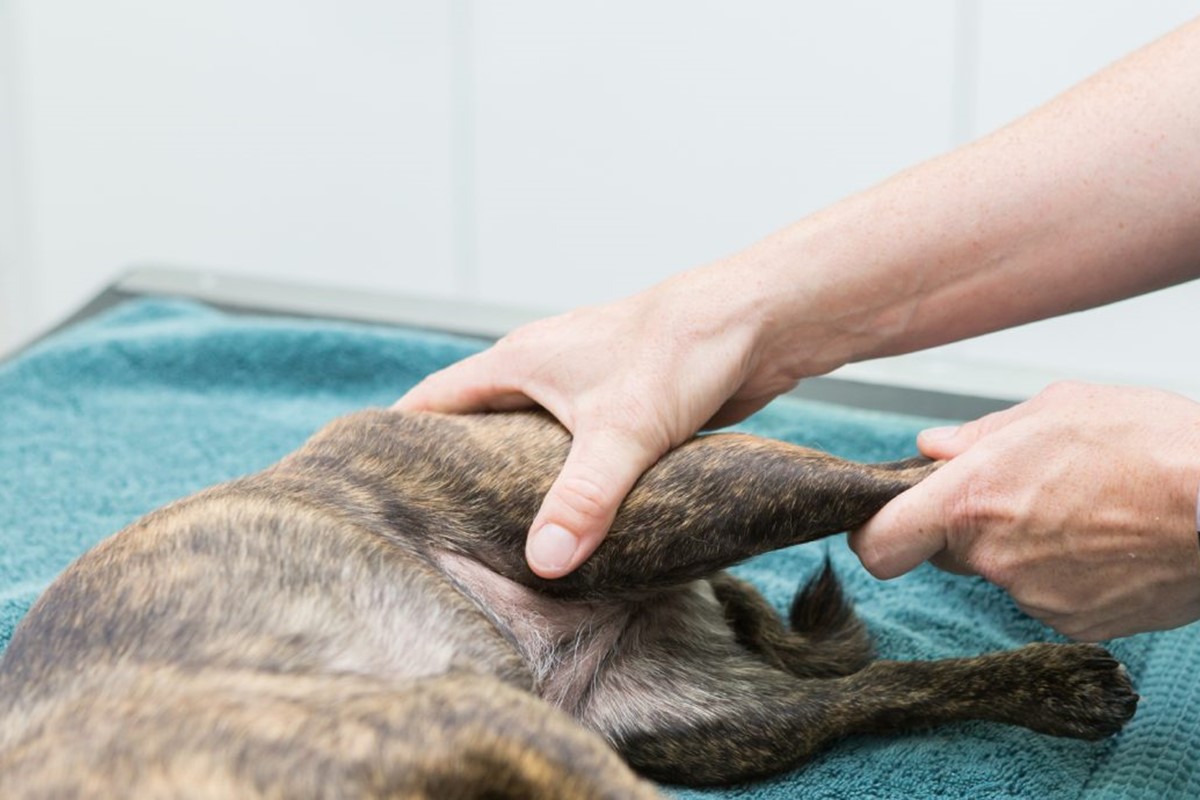 fisioterapia per cani