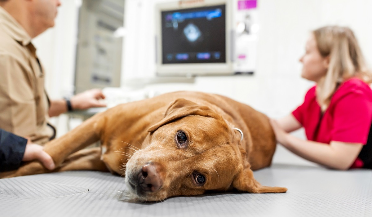 portare il cane dal veterinario