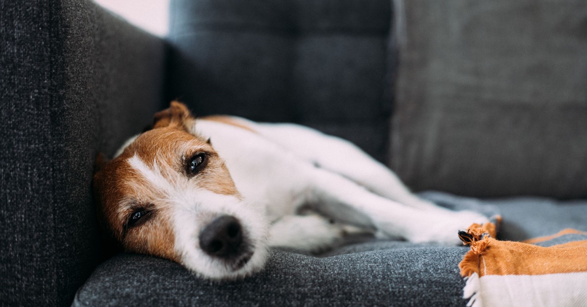 Emoglobina e mioglobina nelle urine del cane: cosa bisogna sapere