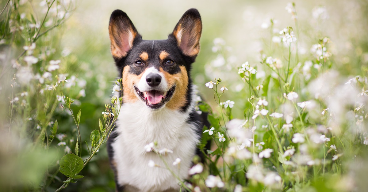 Erbe medicinali per i cani: 10 rimedi naturali e a cosa servono