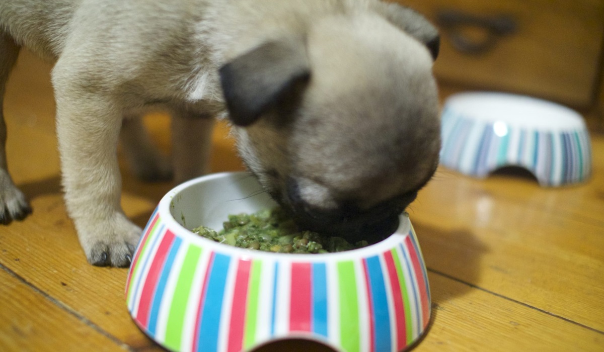 cucciolo mangia verdure