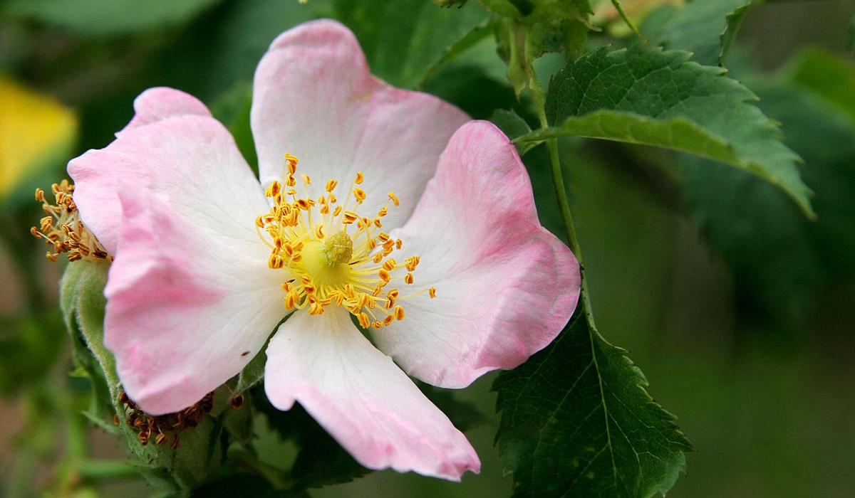 rosa canina fiore