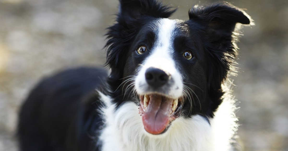 Esame della fertilità del cane maschio: cos’è e come funziona