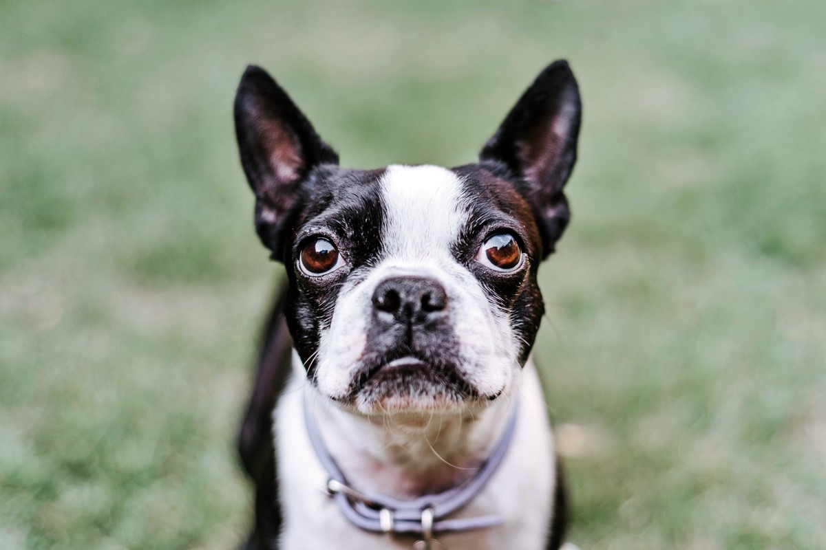 cagnolino brachicefalo