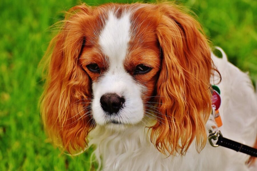 cavalier king charles spaniel depresso