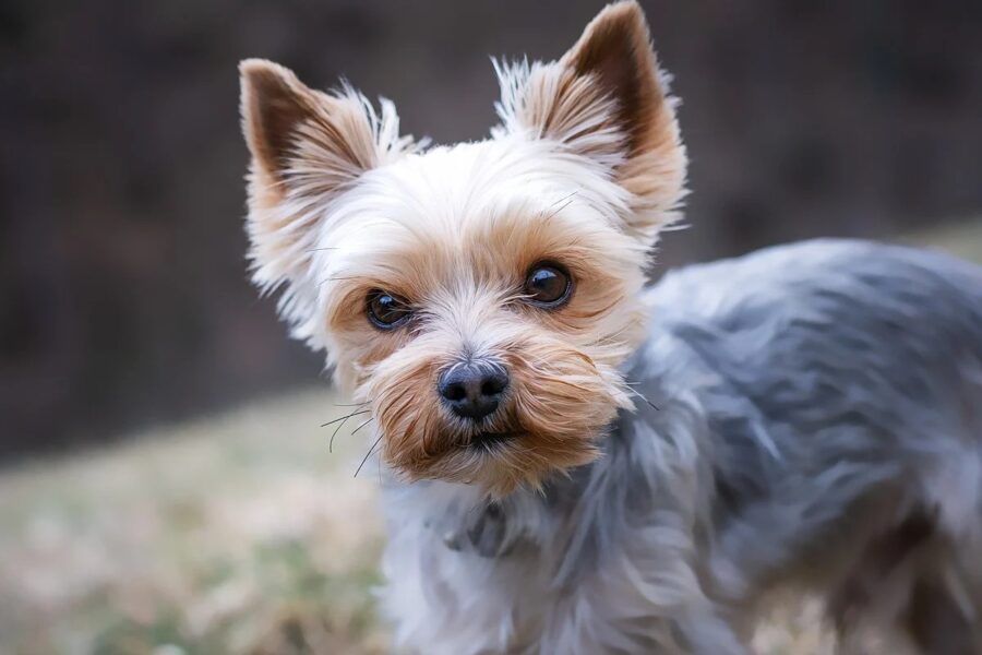 cagnolino tosato