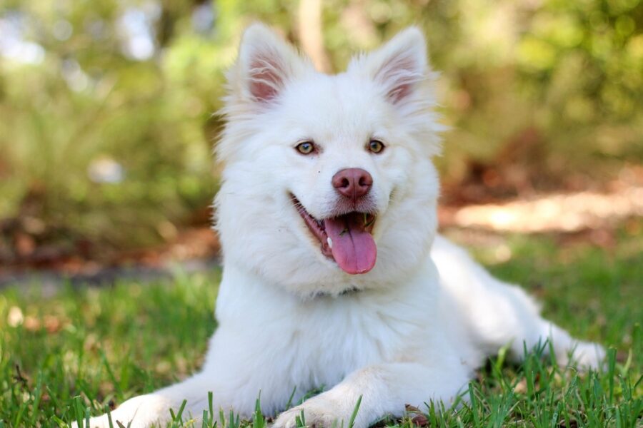 cane bianco disteso sul prato