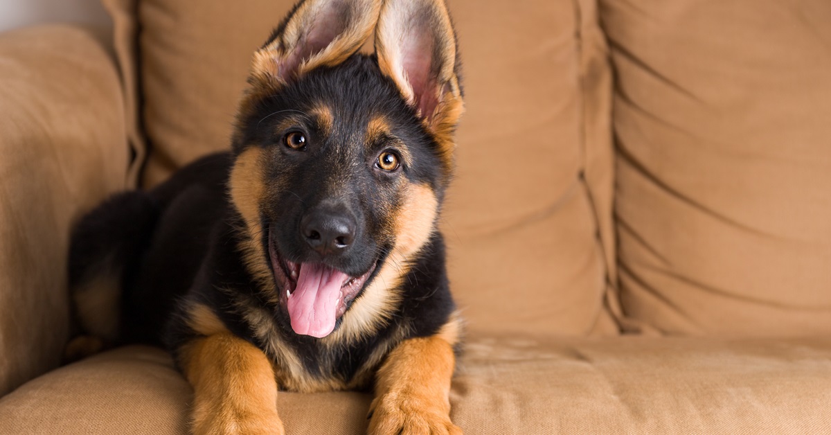 Feng Shui per il cane: sì, esiste anche per Fido