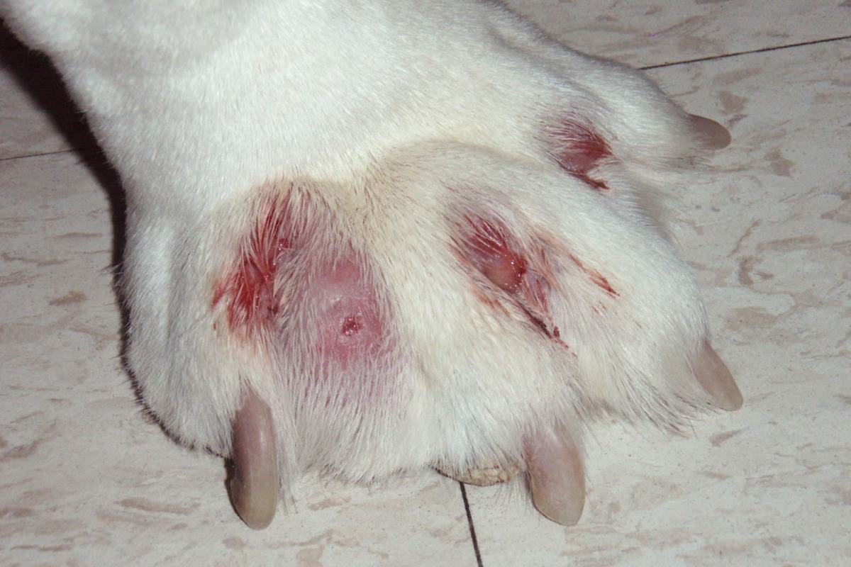 foruncolosi interdigitale del cane