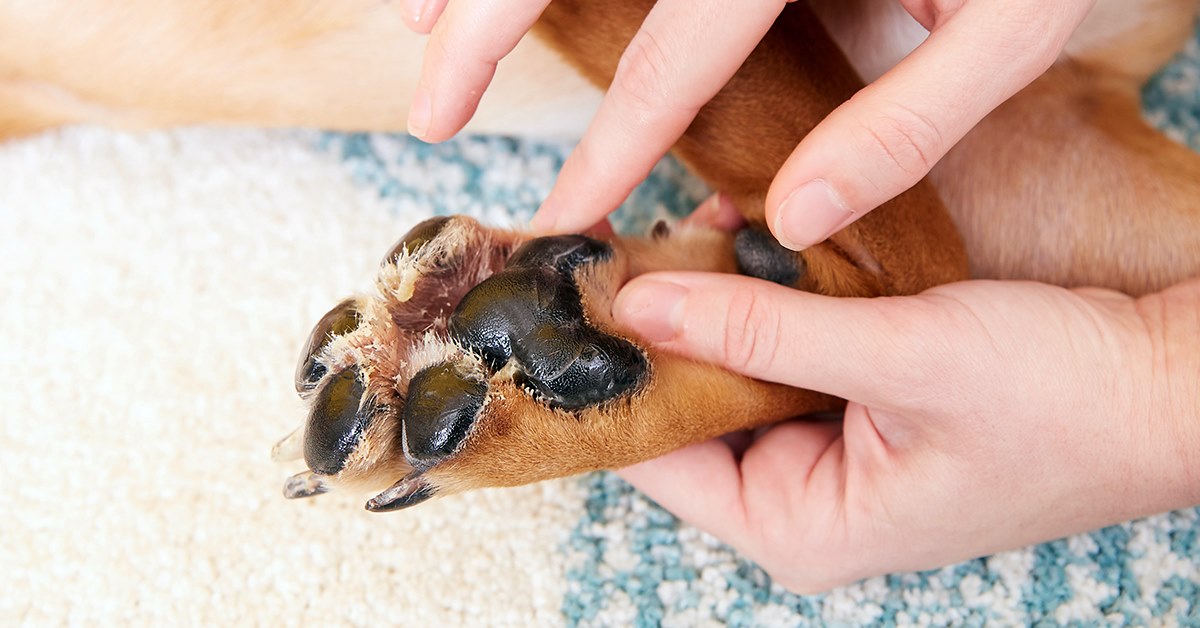 Foruncolosi interdigitale del cane: cos’è e cosa bisogna fare