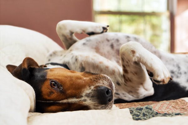 cane che dorme sul letto