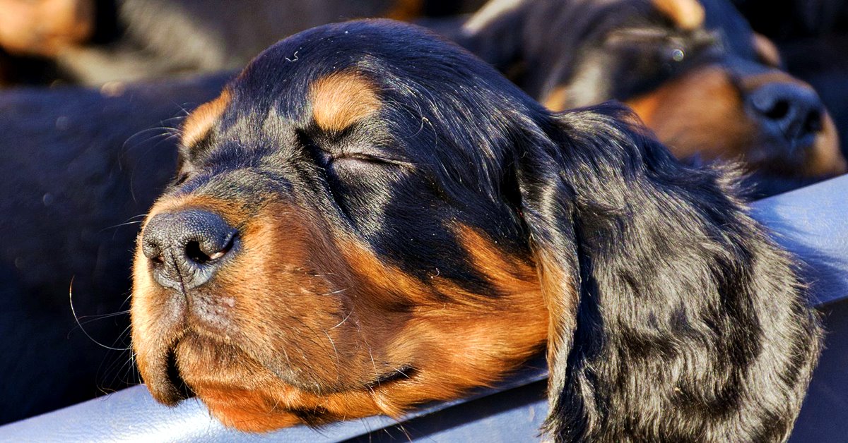 Fotosensibilizzazione del cane: cosa succede e come aiutare Fido