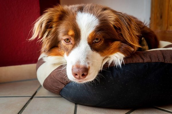 cane che dorme