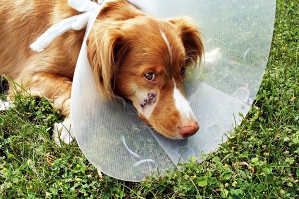 cane con il collare elisabettiano