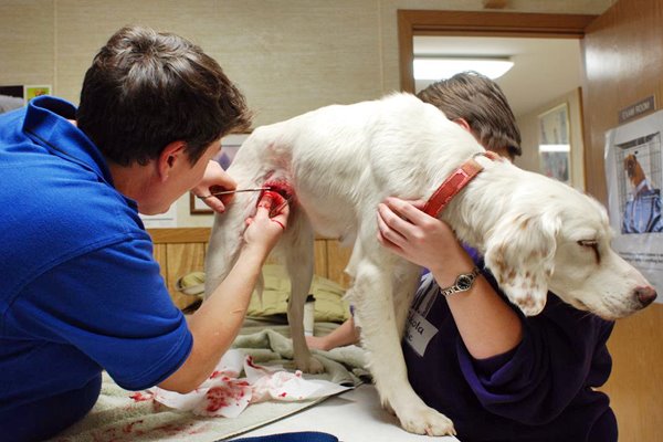 togliere i punti al cane