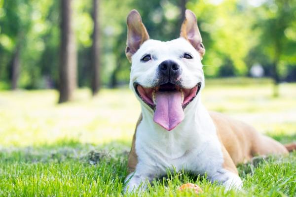 cane felice sul prato