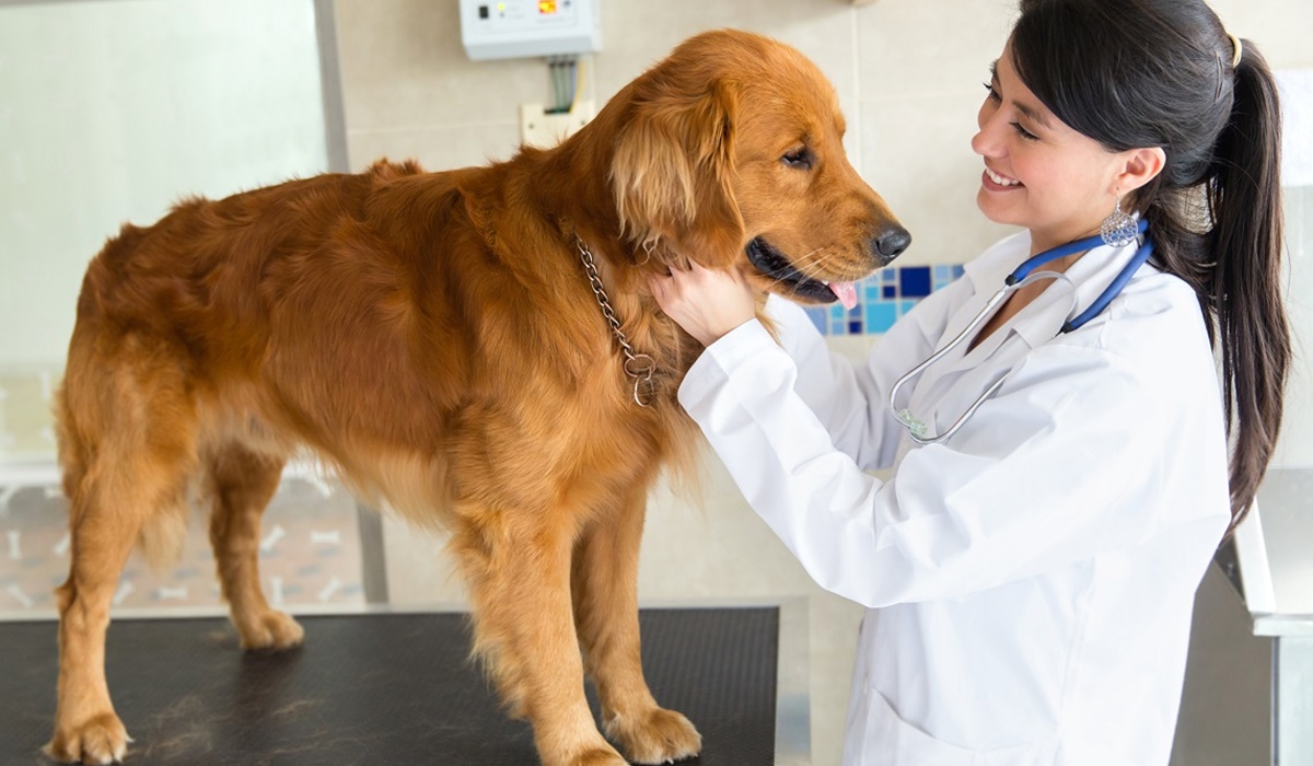 cane dal veterinario 