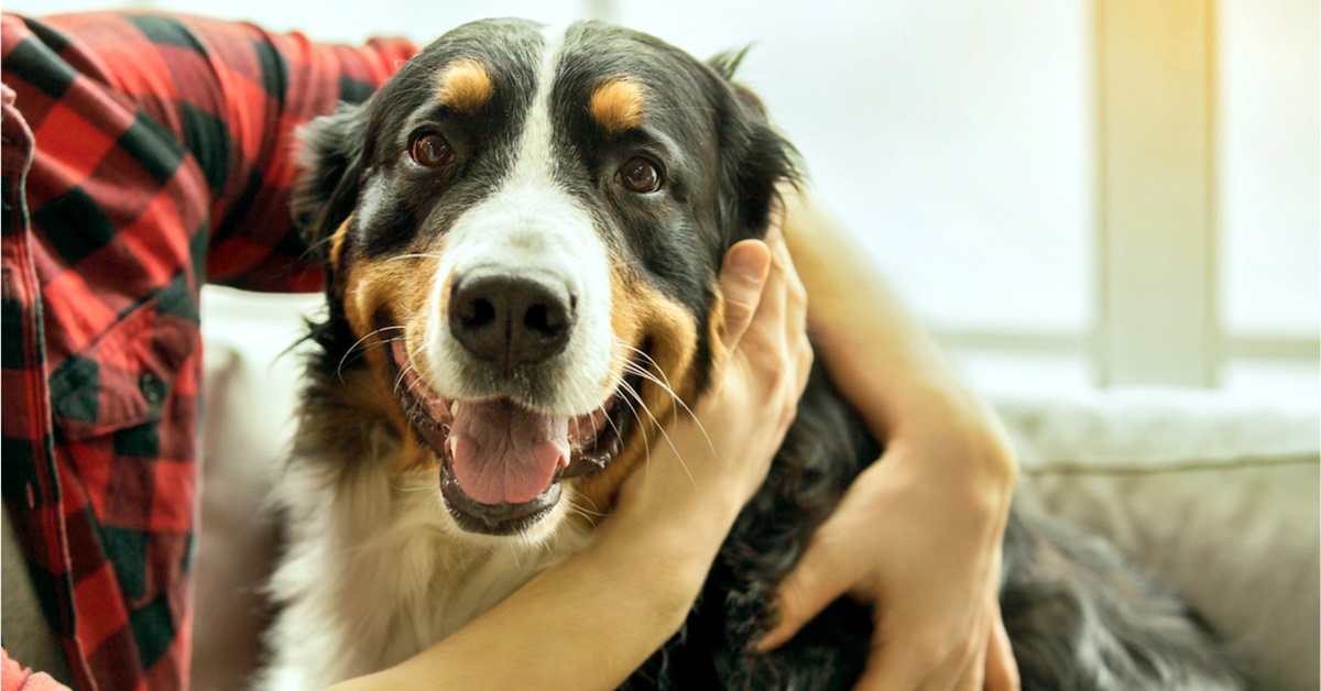 Glucosamina per cani: cos’è? A cosa serve?