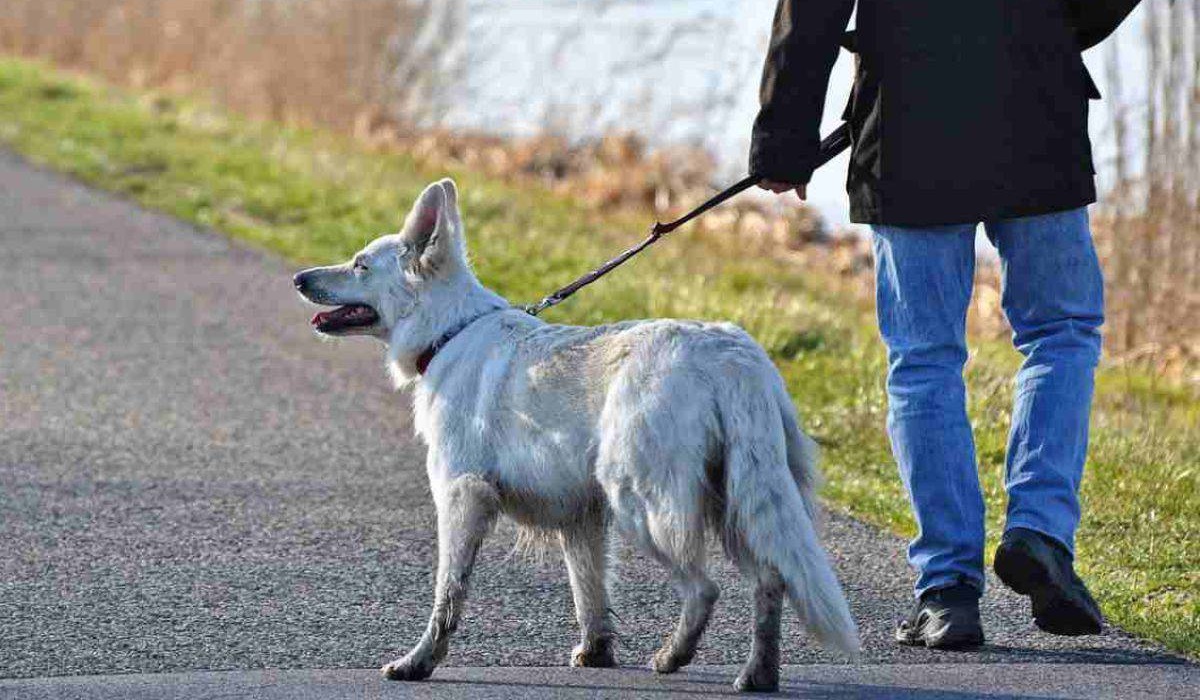 cane che fa la passeggiata