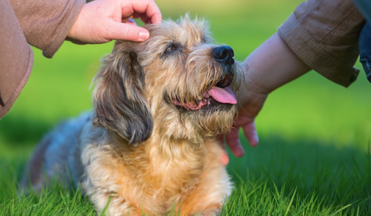 accarezzare un cagnolino