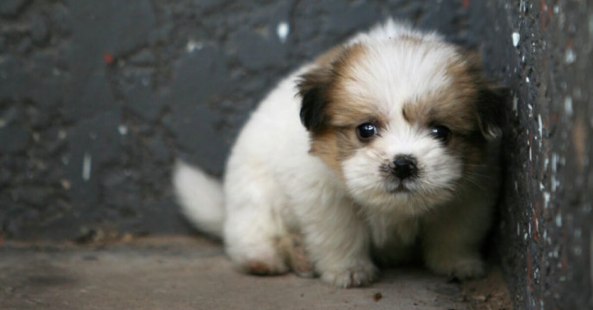 cucciolo di cane in un angolo