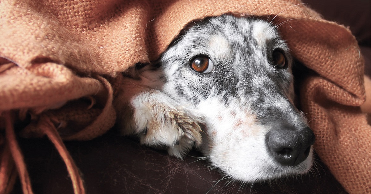 I cani capiscono se arriva un tornado?