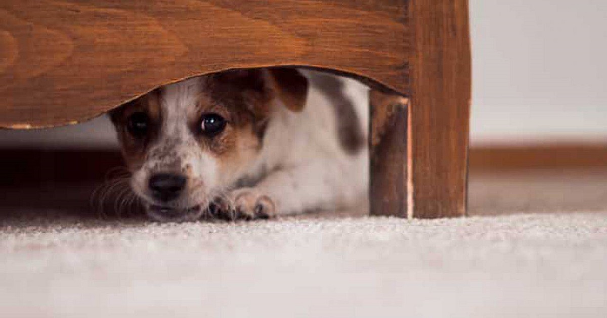 cane sotto il letto