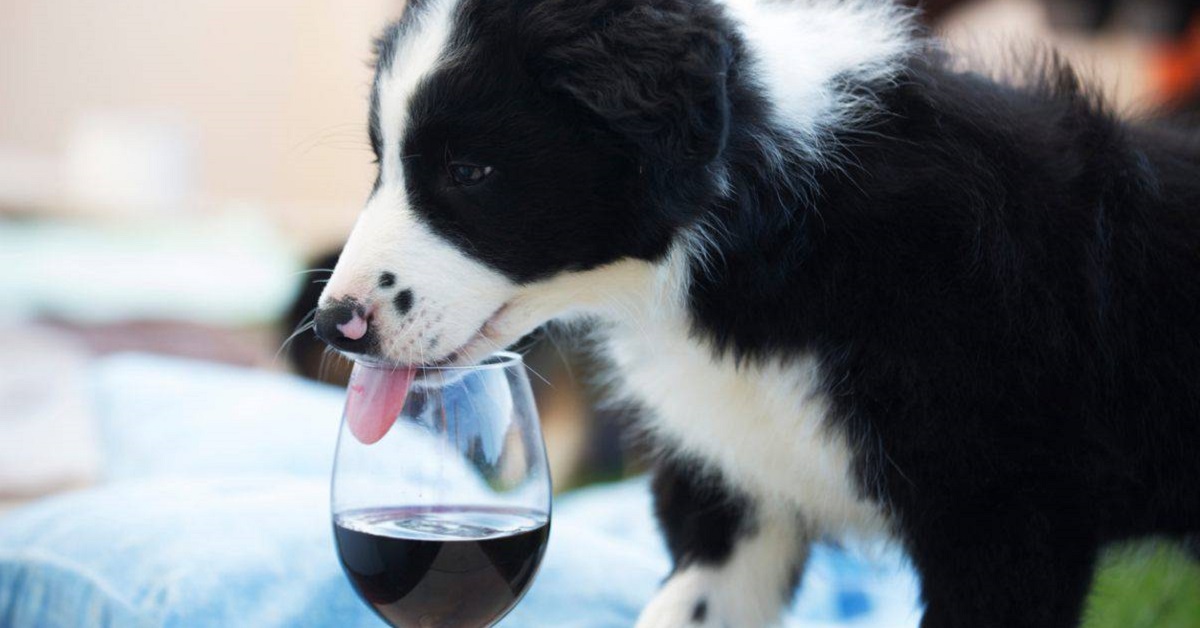 cane e bicchiere di vino