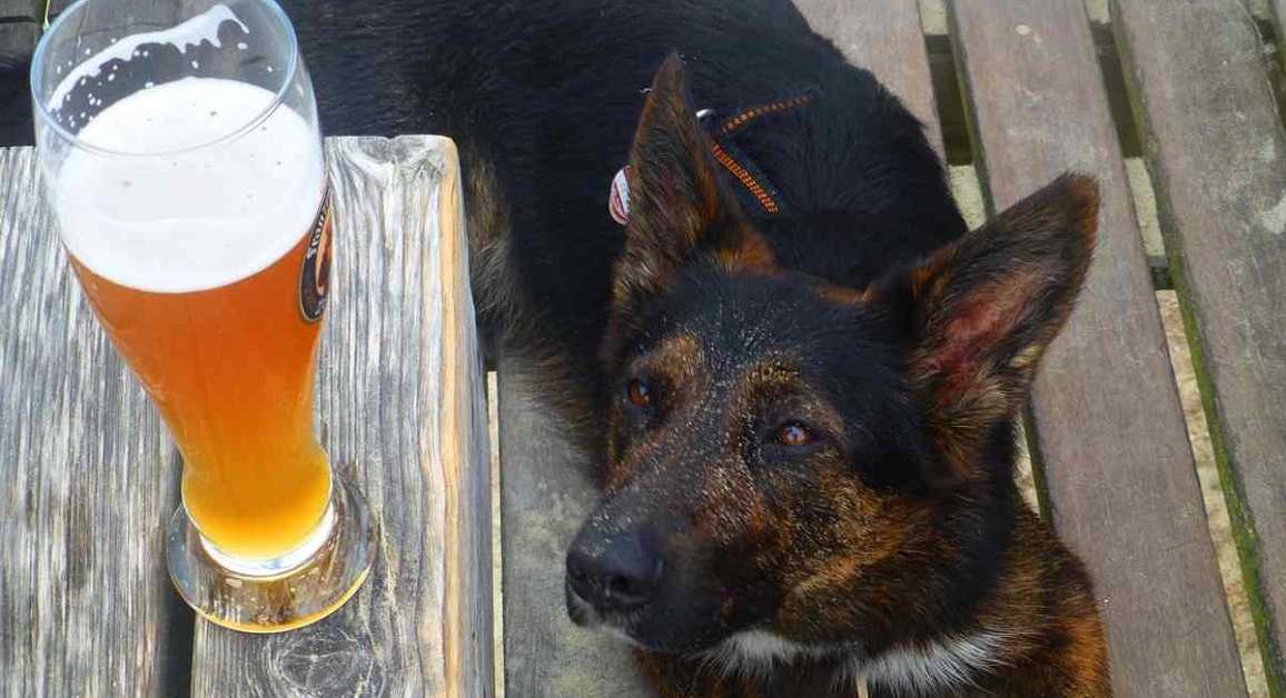 cane e birra