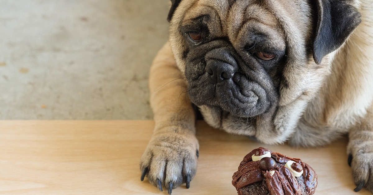 cane e dolcetto