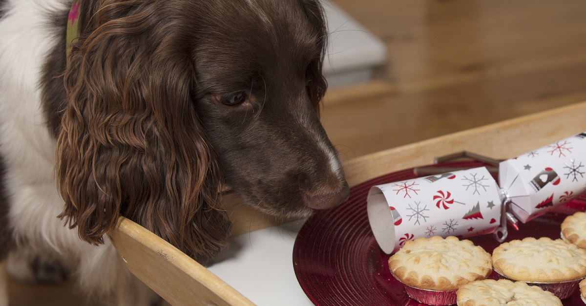 I cani possono mangiare i bigné?