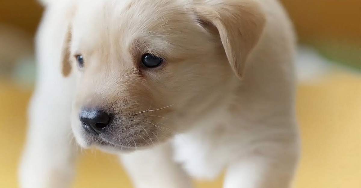 cucciolo di cane