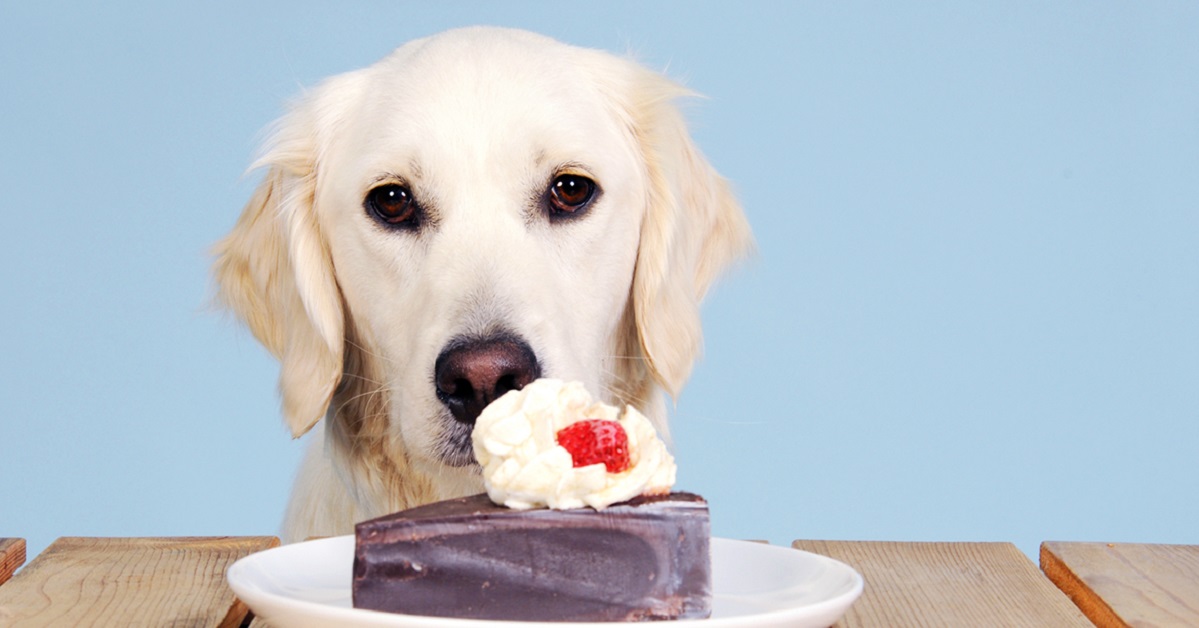 cane guarda torta