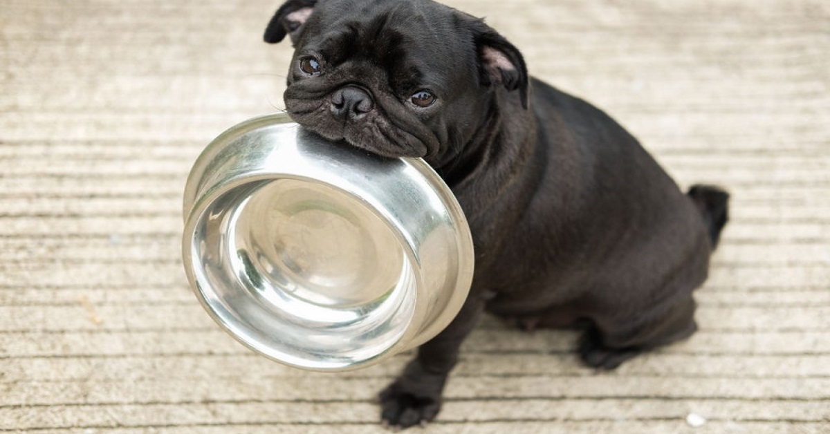 I cani possono mangiare la cicoria?